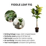 Fiddle leaf fig plant with descriptive text on a white background