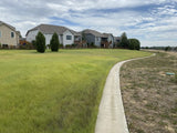 Pathway leading to a row of houses with green grass and trees in the background. Fireguard Lawn Native Mix - Fire-Resistant Turf