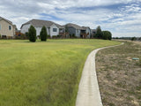 Pathway leading to a row of houses with green grass and trees in the background.TrueGrass Native Grass Seed - The No Maintenance Native Lawn, Drought-Tolerant, Eco-Friendly Grass Blend 