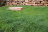 Green grass in a field with a stone wall in the background TrueGrass Native Grass Seed - The No Maintenance Native Lawn, Drought-Tolerant, Eco-Friendly Grass Blend