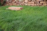 Green grass in a field with a stone wall in the background Fireguard Lawn Native Mix - Fire-Resistant Turf