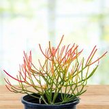 Potted Euphorbia tiricalli "Firesticks" plant with red and green branches on a wooden surface with a blurred background