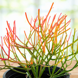 Potted Euphorbia tiricalli "Firesticks" plant with red and green branches on a wooden surface