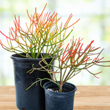 Two potted Euphorbia tiricalli "Firesticks" plants with red and green stems on a wooden surface.
