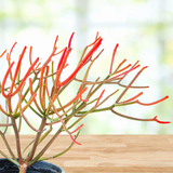 Potted Euphorbia tiricalli "Firesticks" plant with red and green branches on a wooden surface