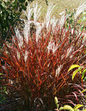 A dense ornamental grass plant with reddish-brown foliage and feathery white plumes, photographed outdoors in natural light with surrounding greenery.