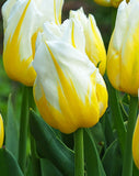 Flaming Agrass Triumph Tulip - 10 bulbs
