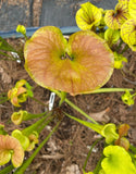 Close-up of a Sarracenia - Flava “Supermax” pitcher plant with brownish leaves on a blurred background