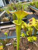 Sarracenia Sarracenia - Flava “Supermax” plants in a garden setting with various plants and containers in the background.