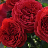 Close-up of vibrant red Don Juan Climbing Roses with a blurred green background