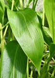 Close-up of Golden Canna (Canna flaccida) with a blurred background