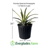 Florida Special Pineapple Plant (Ananas comosus) - Sweet, Juicy, and Cold Hardy