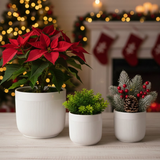 Three potted plants on a table with a festive background featuring Christmas lights and stockings 3-Piece White Stoneware Planter Pot Set with Vertical Line Texture