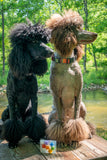 Two poodles, one black and one brown, sitting on a wooden platform by a pond with trees in the background.