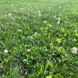 Green grass with clover and small flowers