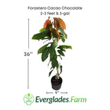 Potted Forastero Cacao Chocolate plant with dimensions and Everglades Farm logo.
