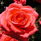 Close-up of a Fragrant Cloud Rose Plant with a blurred background