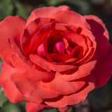 Close-up of a vibrant Fragrant Cloud Rose Plant with a blurred green background
