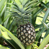 Florida Special Pineapple Plant