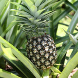 Pineapple growing on a plant with green leaves