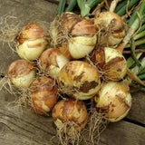Bunch of onions on a wooden surface