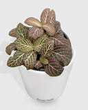 Fittonia Albivenis Red Nerve