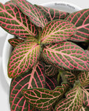 Fittonia Albivenis Red Nerve