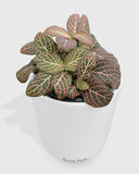 Fittonia Albivenis Red Nerve