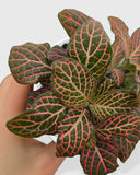 Fittonia Albivenis Red Nerve