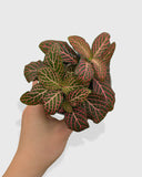 Fittonia Albivenis Red Nerve