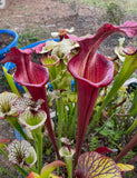 Close-up of Sarracenia - Saxapahaw carnivorous pitcher plants with red and green leaves.