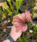 Hand holding a pink and green Sarracenia - “Red Tide” pitcher plant with more plants in the background