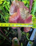 Sarracenia - “Potty Mouth” plant with a measuring tape indicating its size