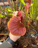 Hand holding a red and yellow Sarracenia - Ares pitcher plant with a blurred natural background