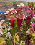 Sarracenia Sarracenia - Saxapahaw flowers with red and green colors in a natural setting.