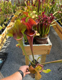 Potted Sarracenia - “Potty Mouth” carnivorous plants in a nursery setting.