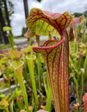 Close-up of aSarracenia - “Red Tide” carnivorous plant with a blurred background