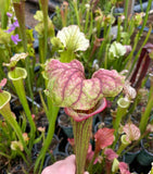 Close-up of a Sarracenia - “Red Tide”  pitcher plant with a hand holding it, surrounded by more plants.