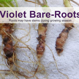 Violet bare-root plants with text on a white background