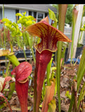 Close-up of red Sarracenia - Ares pitcher plants with a blurred background