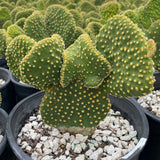 Green Funny Bunny Prickly Pear cactus with yellow spines in a pot with pebbles