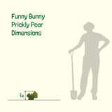 Silhouette of a person with a shovel next to a Funny Bunny Prickly Pear plant, showing dimensions.