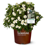 ScentAmazing® Gardenia