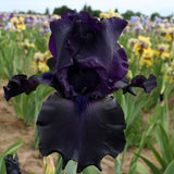 Close-up of a Ghost Train Bearded Iris flower with a blurred iris field in the background.