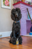 Black standard poodle sitting on a wooden floor with a bottle of Ginger Quince Liquid Hand & Body Soap 8 oz. in front of it, in a home setting.