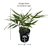 Potted ginger plant with dimensions and a logo on a white background