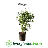 Potted ginger plant with 'Everglades Farm' logo on a white background