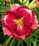 Giovanni Gabrieli Daylily - 1 Single Fan Division
