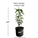 Potted Glenn Mango plant with dimensions
