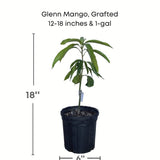 Potted Glenn Mango plant with dimensions